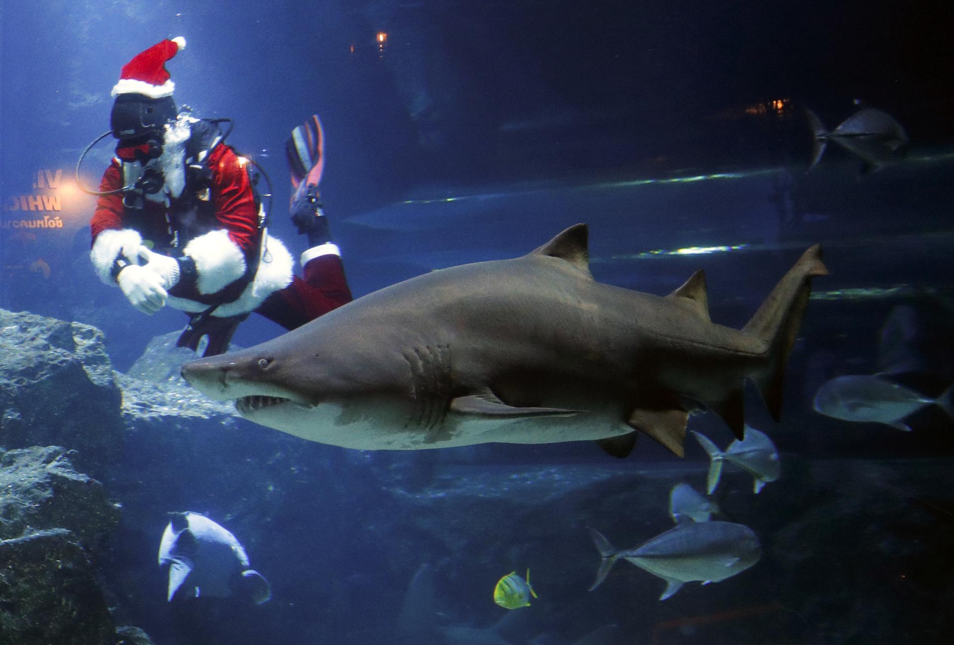 Papá Noel se dio un chapuzón entre tiburones en Río de Janeiro