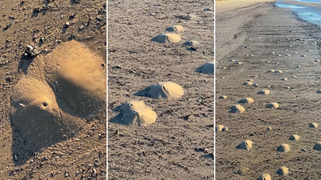 Camarones fantasma generan “mini volcanes” en las playas de Texas