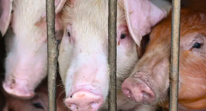 Hong Kong sacrificará 900 cerdos tras el mortal brote de peste porcina
