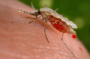 Alertan sobre aparición de casos de malaria en el caserío Sicare del estado Lara