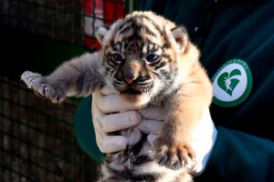 Nace en Roma una tigresa de Sumatra, especie en grave riesgo de extinción
