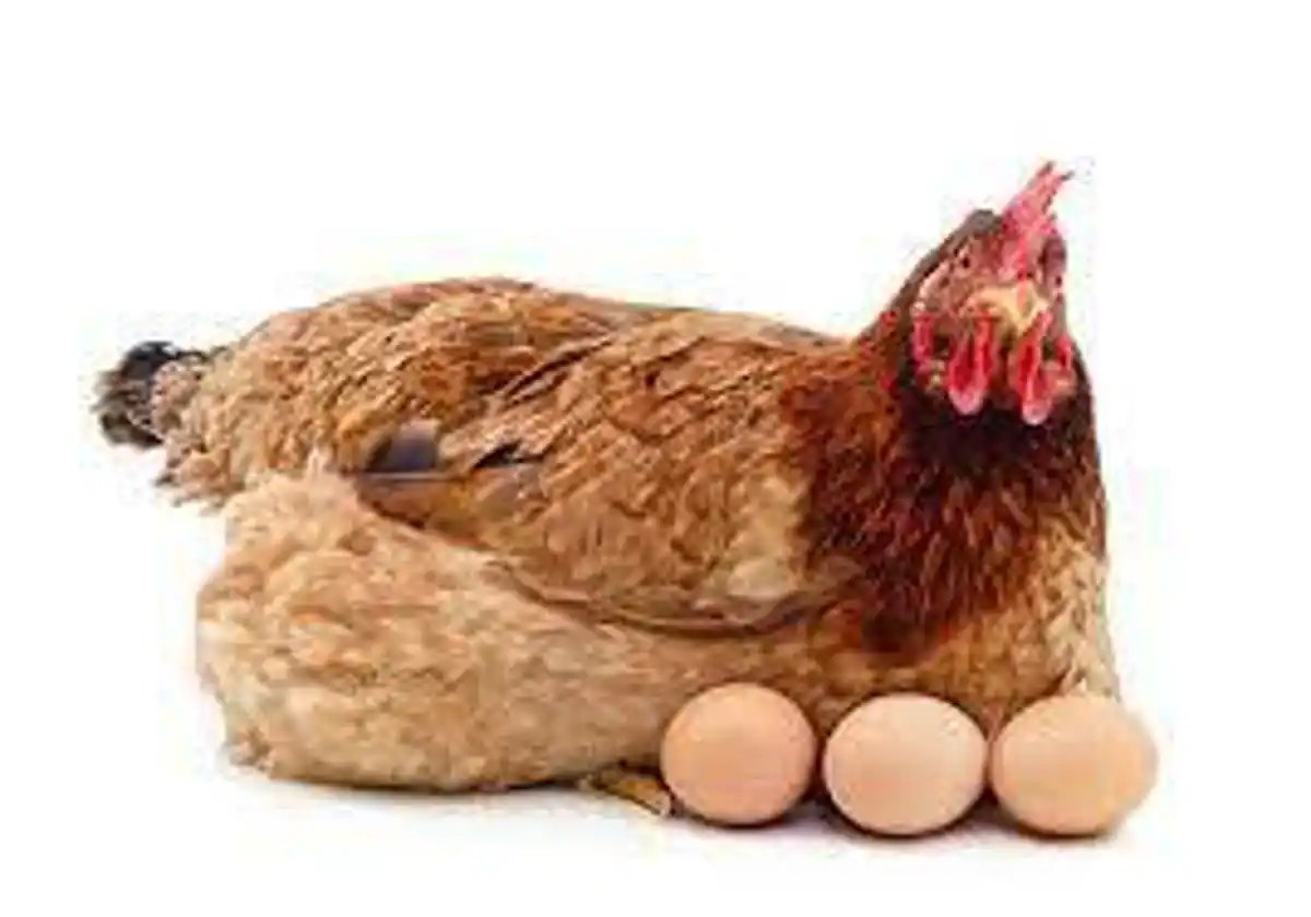 ¿Por qué las gallinas ponen un huevo todos los días?