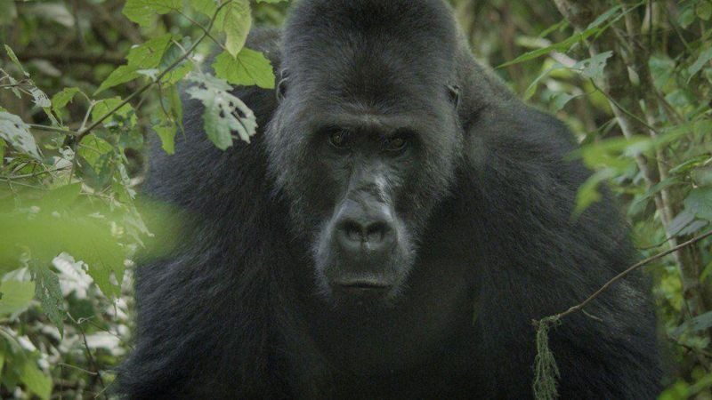 Camarógrafo logró que un gorila lo aceptara en su manada para filmarlo durante tres meses y salvarlo de la extinción