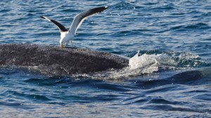 Misterio en Oregón: rara ballena de aleta es encontrada muerta en la costa (FOTOS)