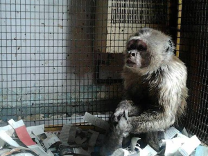 Liberan a un mono enjaulado por una mujer de 80 años: estuvo “preso” más de tres décadas en España