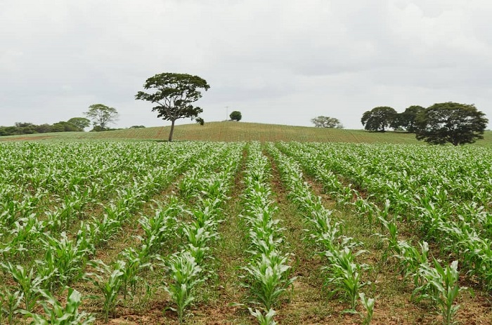 Agricultural production in Venezuela set back almost 40 years