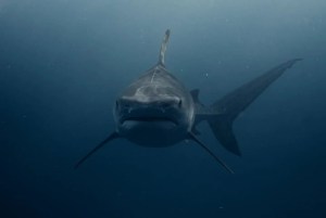 VIDEO: El escalofriante momento en el que un tiburón casi le arranca la pierna a un nadador