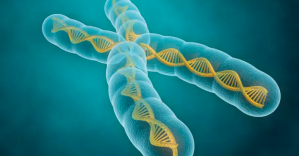 Una nueva técnica supera un problema para crear cromosomas humanos artificiales