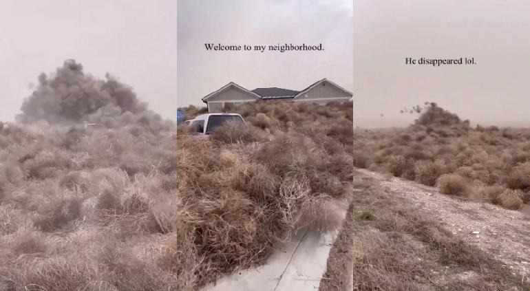 ¡De película! Este pueblo de Utah se vio “invadido” por miles de plantas rodadoras (VIDEO)