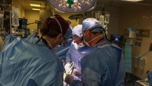 Éxito médico: trasplantan el riñón de un cerdo a un paciente de 62 años en Boston