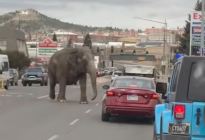 Elefante escapó del circo y deambuló por las calles de Montana, EEUU (Video)