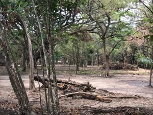 Tras denuncias en redes sociales, alcaldesa niega construcción de canchas en Jardín Botánico de Naguanagua