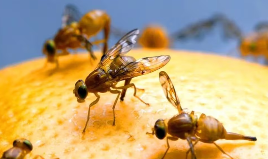¿Por qué aparecen las moscas de la fruta en el hogar y cómo eliminarlas?