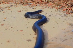 Liberan en Florida a más de 40 ejemplares de la serpiente más grande de EEUU por estos motivos