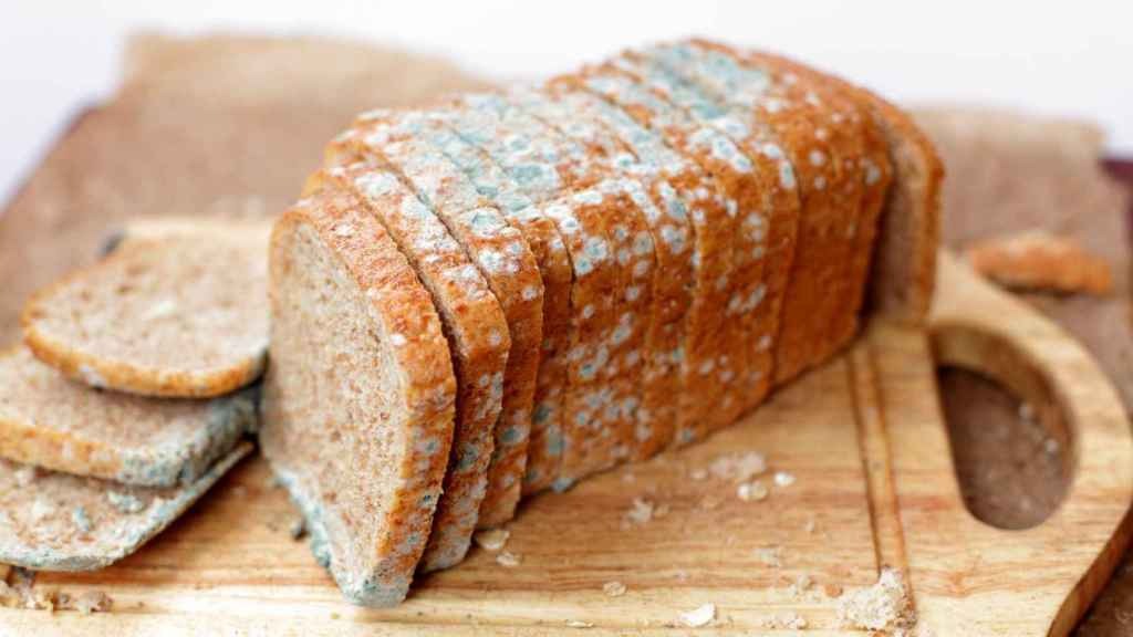 Qué pasa si como pan con moho: el grave peligro de consumir “hongos verdes” y sus micotoxinas