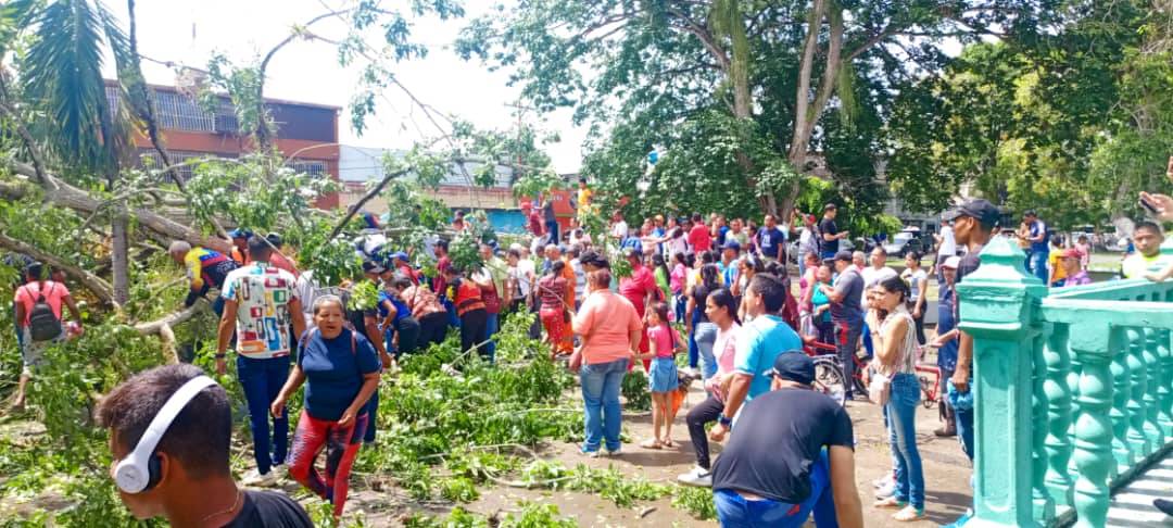 Al menos tres muertos dejó caída de un árbol en la Plaza Bolívar de Tucupita (Video)
