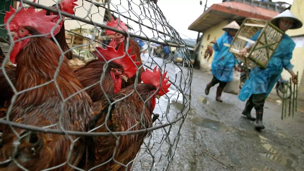 La OMS confirma el primer caso humano de gripe aviar en Australia en niña de dos años