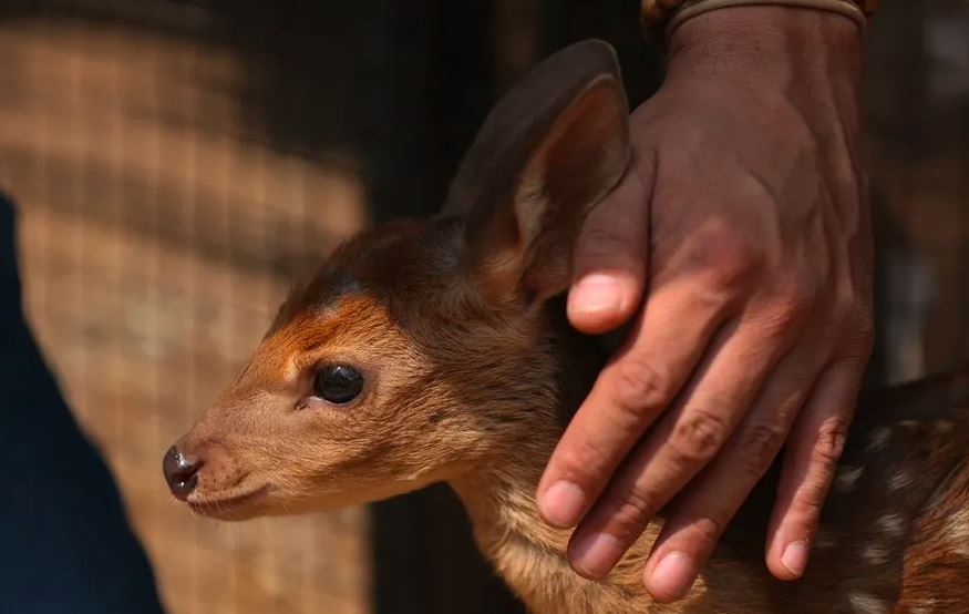 Incendio forestal pone en riesgo a los animales de un santuario en Bolivia