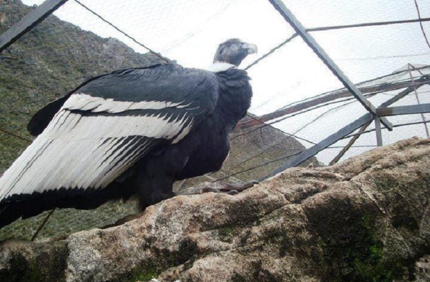 Mérida será pionera en programa de reproducción y conservación del cóndor andino